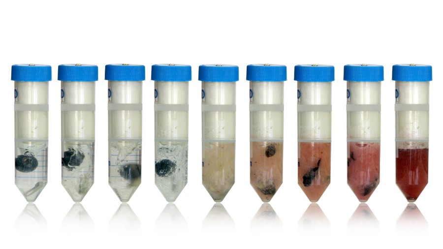 Rare Earth Magnets in Tissue Samples